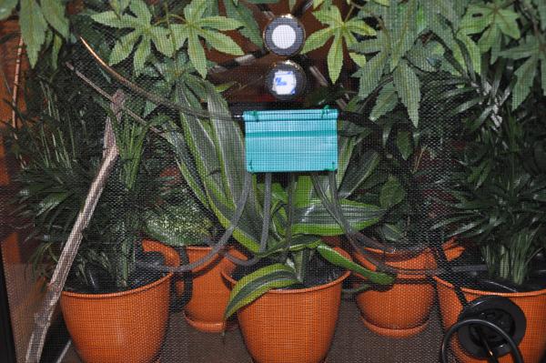 From the back of the cage you can see how this setup allows us to route water to each of the plant pots in the cage if needed.  I later added flat, wo