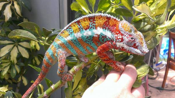 Fruit Loops enjoying the sun while still with Chamalot Chameleons, i just love this photo. :-)