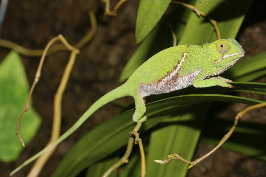 Furcifer Balteatus