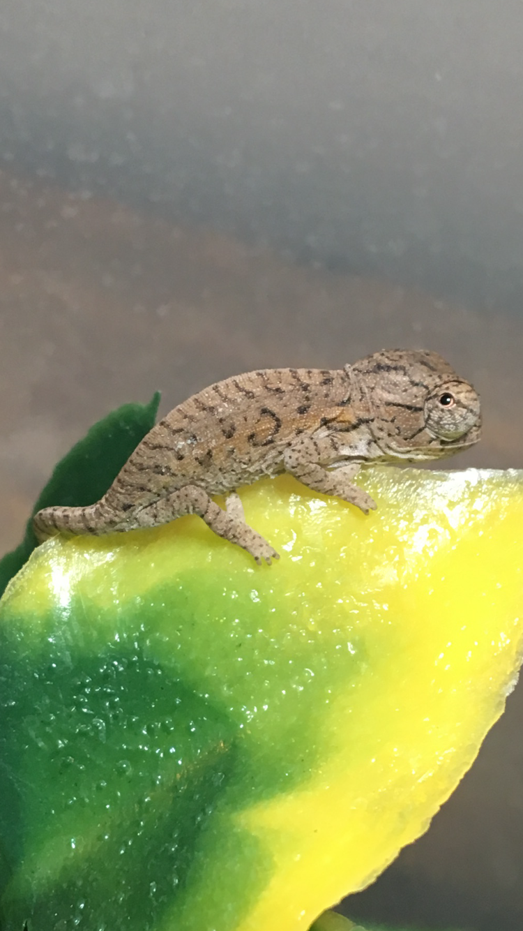 Furcifer lateralis hatchling