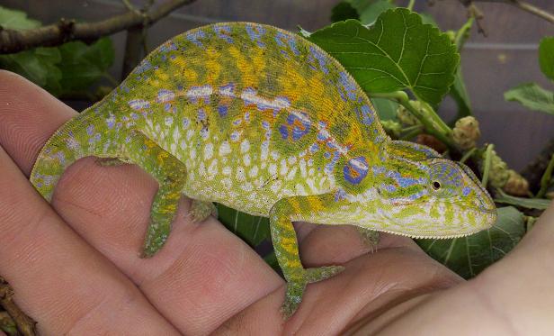 Furcifer Lateralis Major