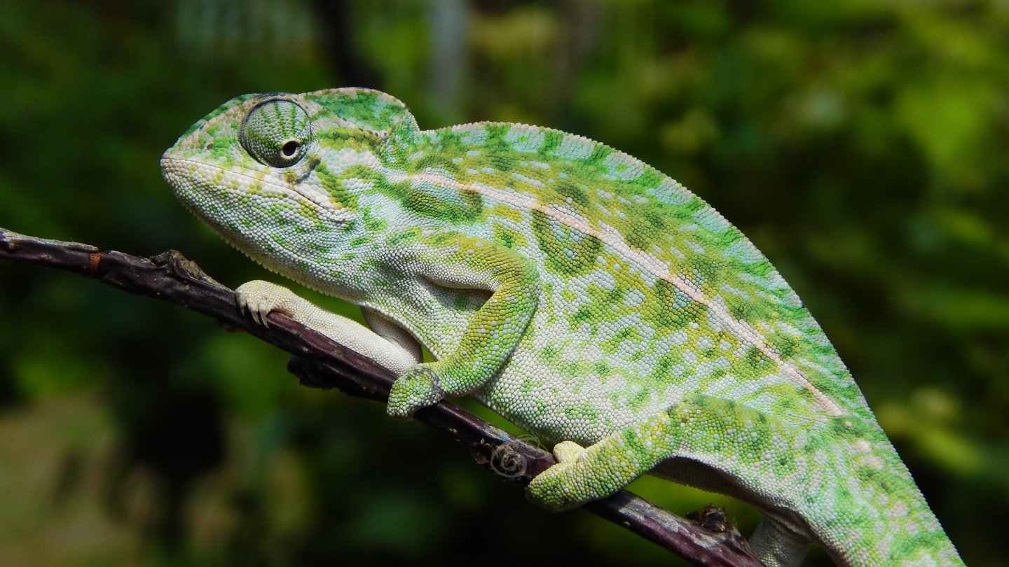 Furcifer lateralis youngster