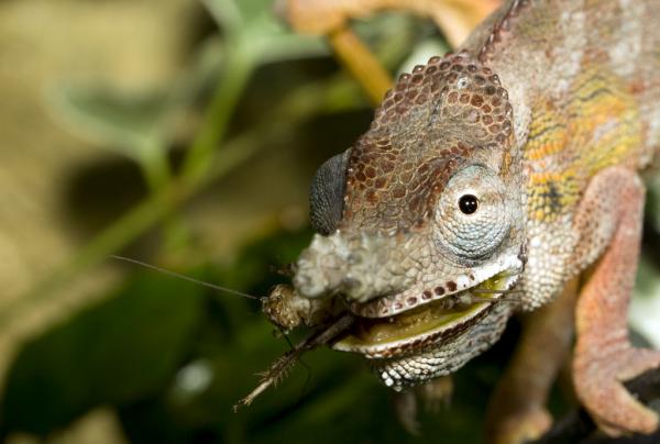 Furcifer minor male