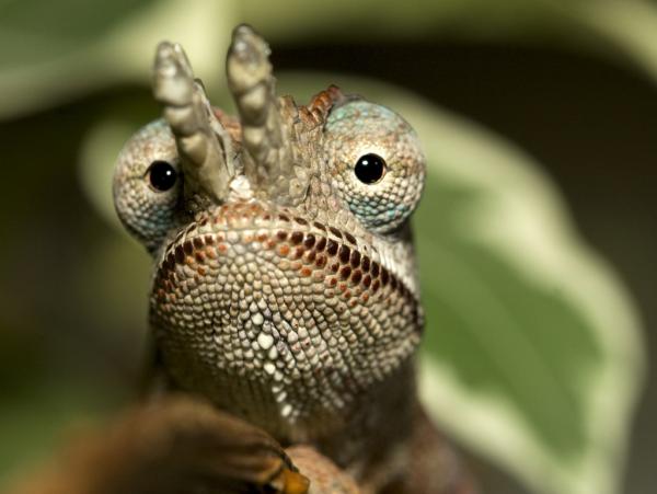 Furcifer minor male