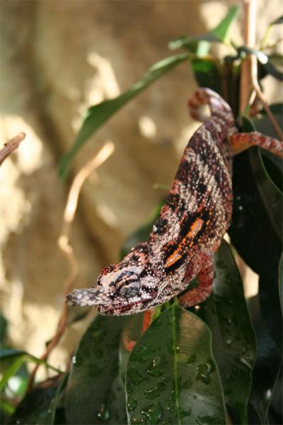 Furcifer minor male