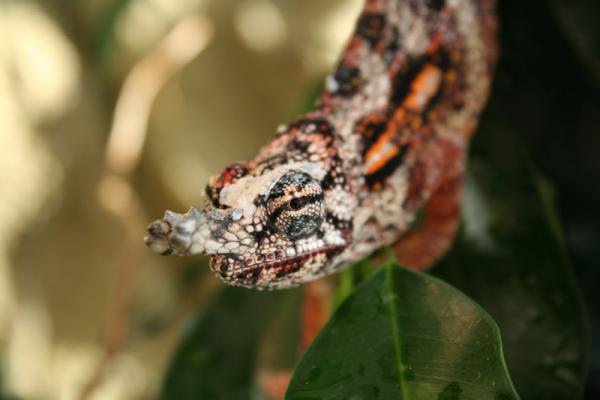 Furcifer minor male