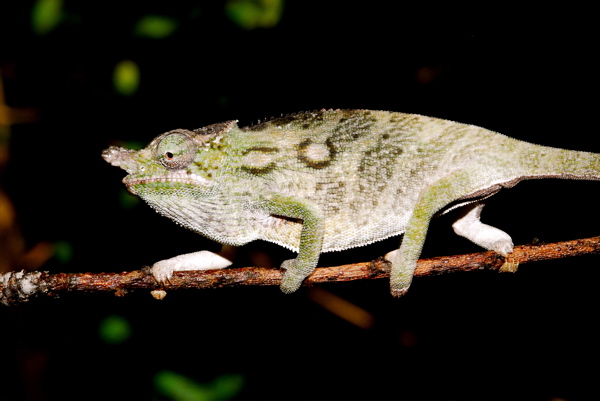 Furcifer minor