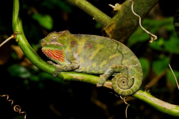 Furcifer minor