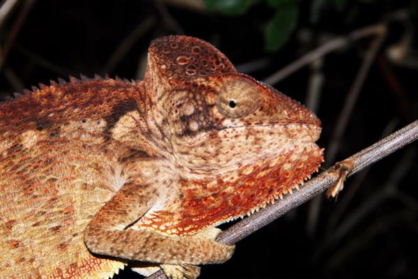 Furcifer oustaleti