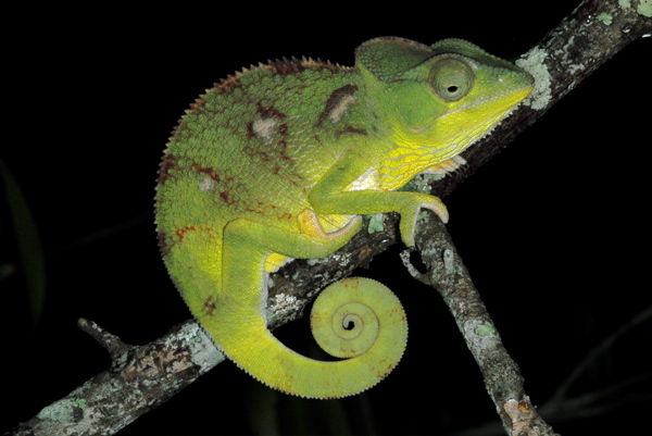 Furcifer oustaleti