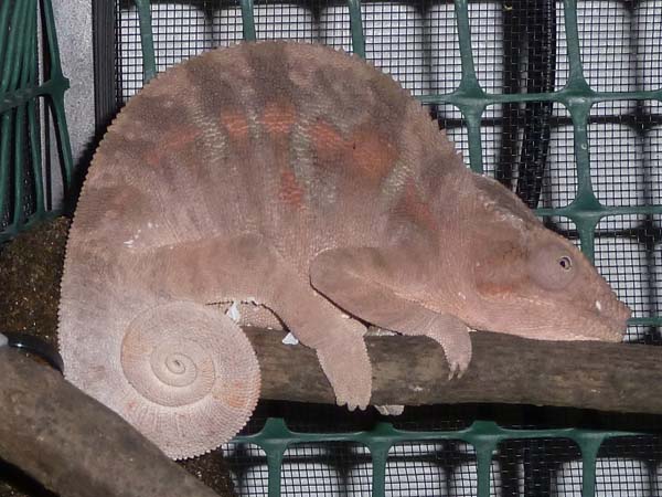 furcifer pardalis - ambanja female