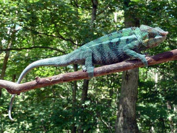 furcifer pardalis - ambanja male (son of SoKool from Screameleons)