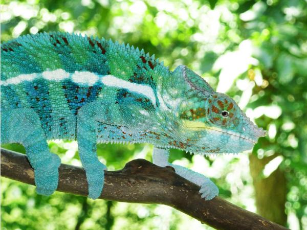 furcifer pardalis - ambanja male (son of SoKool from Screameleons)