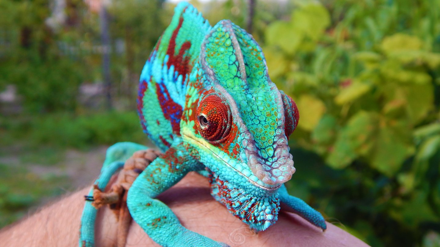 Furcifer pardalis Ambanja