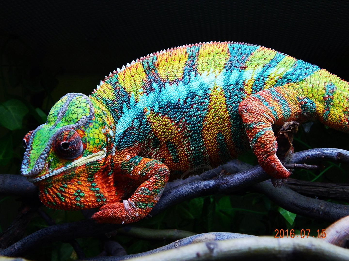 Furcifer pardalis Ambilobe