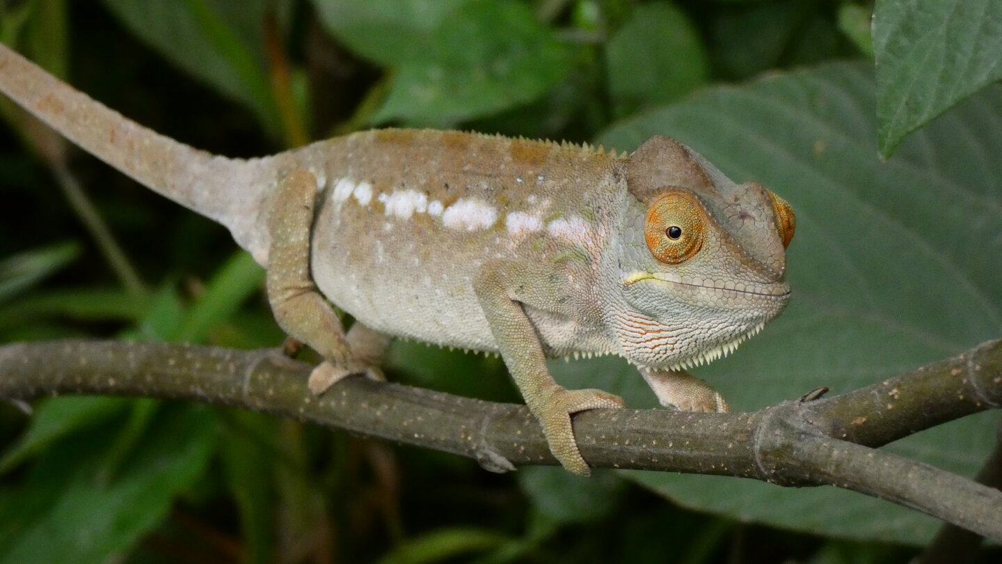 Furcifer Pardalis female.JPG