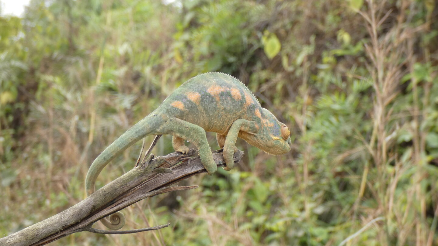 Furcifer pardalis female.JPG