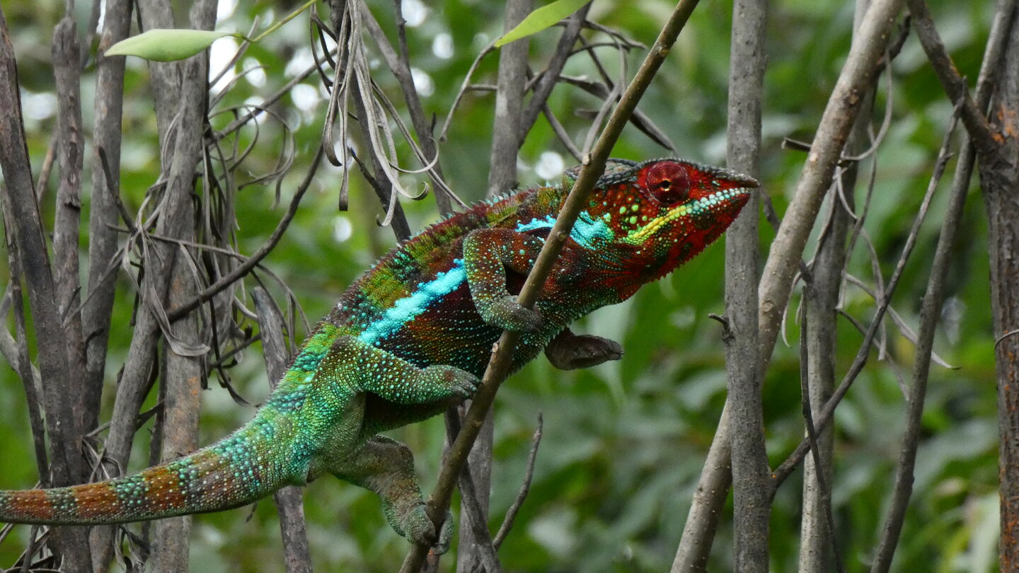 Furcifer pardalis male.JPG