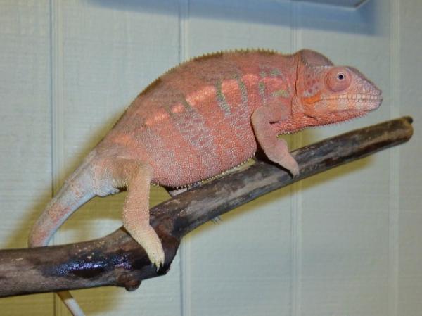 furcifer pardalis - nosy faly (oorana mena) female - bloodline from Screameleons