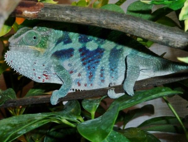 furcifer pardalis - nosy faly (oorana mena) male - bloodline from Screameleons