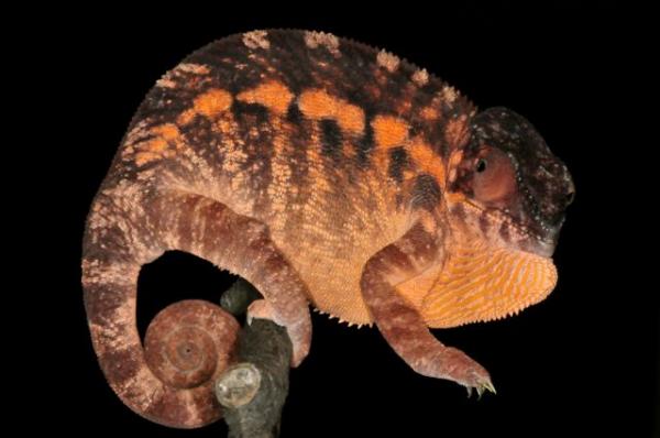 Furcifer pardalis NosyBe F4