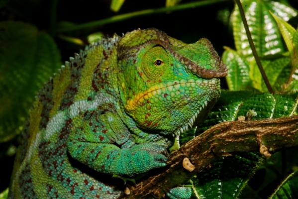 Furcifer pardalis