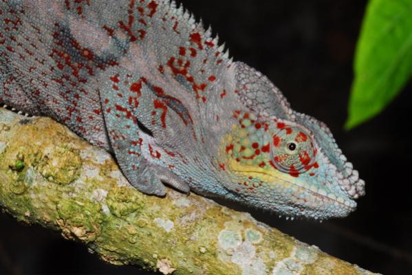 Furcifer pardalis