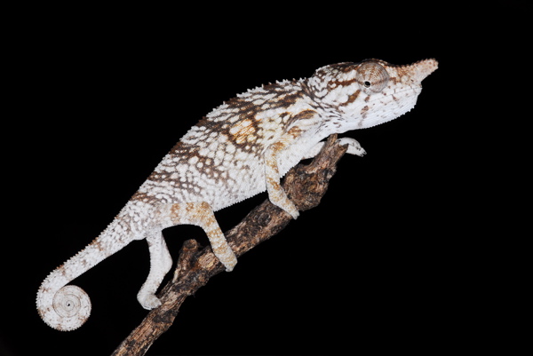 Furcifer rhinoceratus