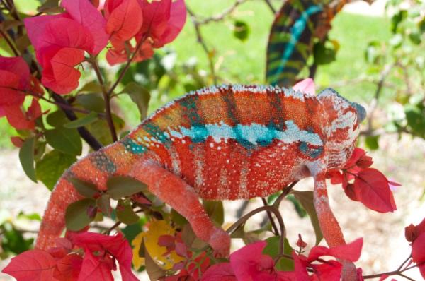 Gator fired up in a bougainvillea bush.