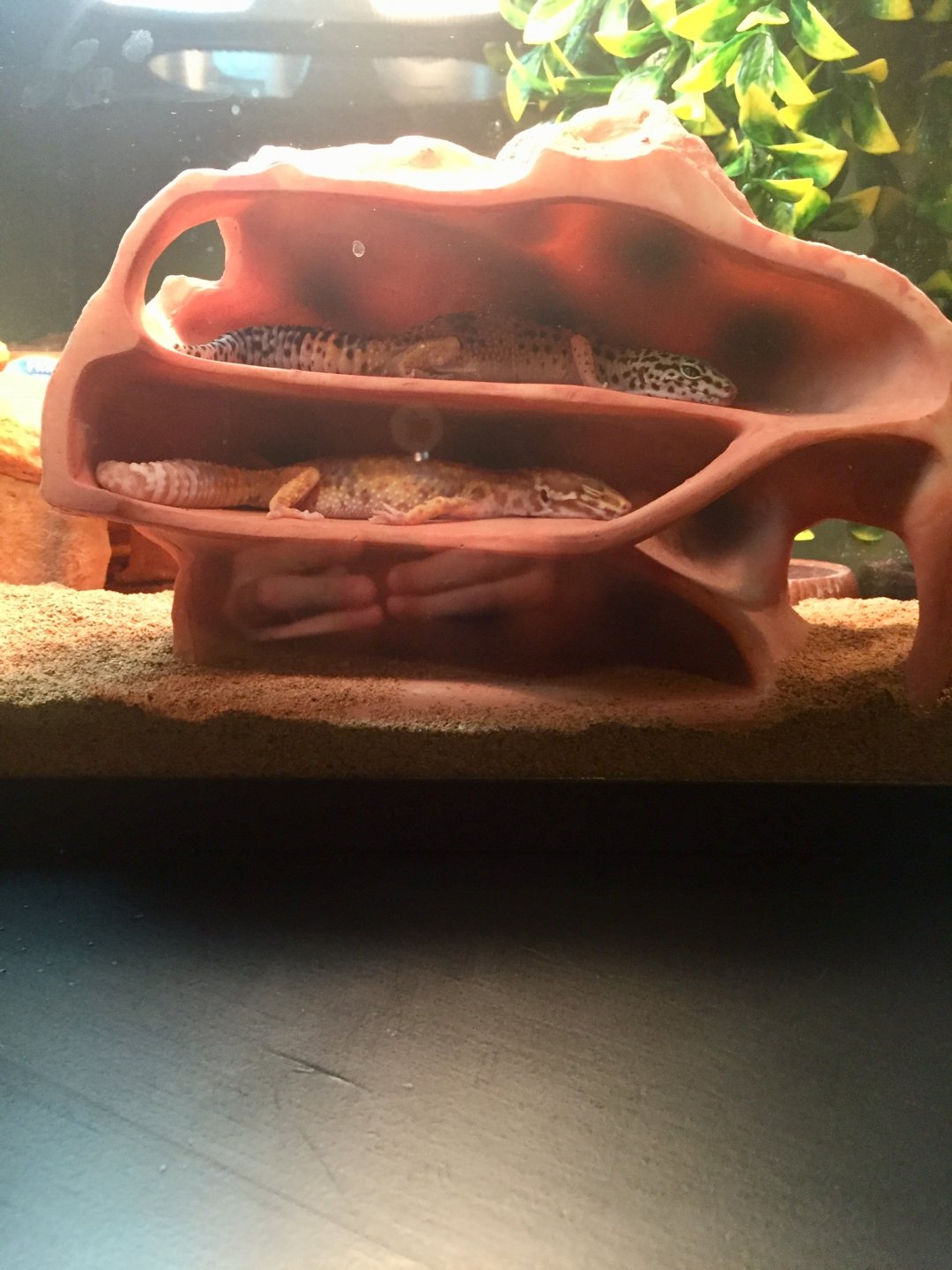 Geckos