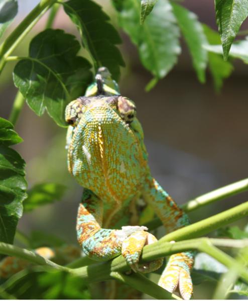 George - my first cham...and a total jerk