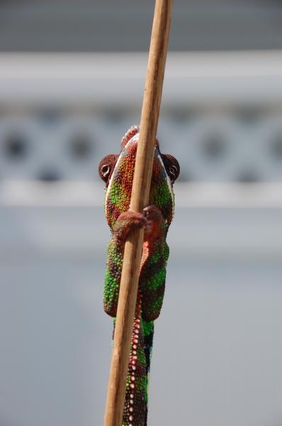 Geronimo playing hide and seek