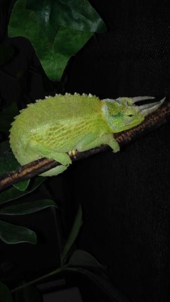 Giving me the stank eye because I snapped a picture of him at bed time. He was shedding as well so he was extra cranky!