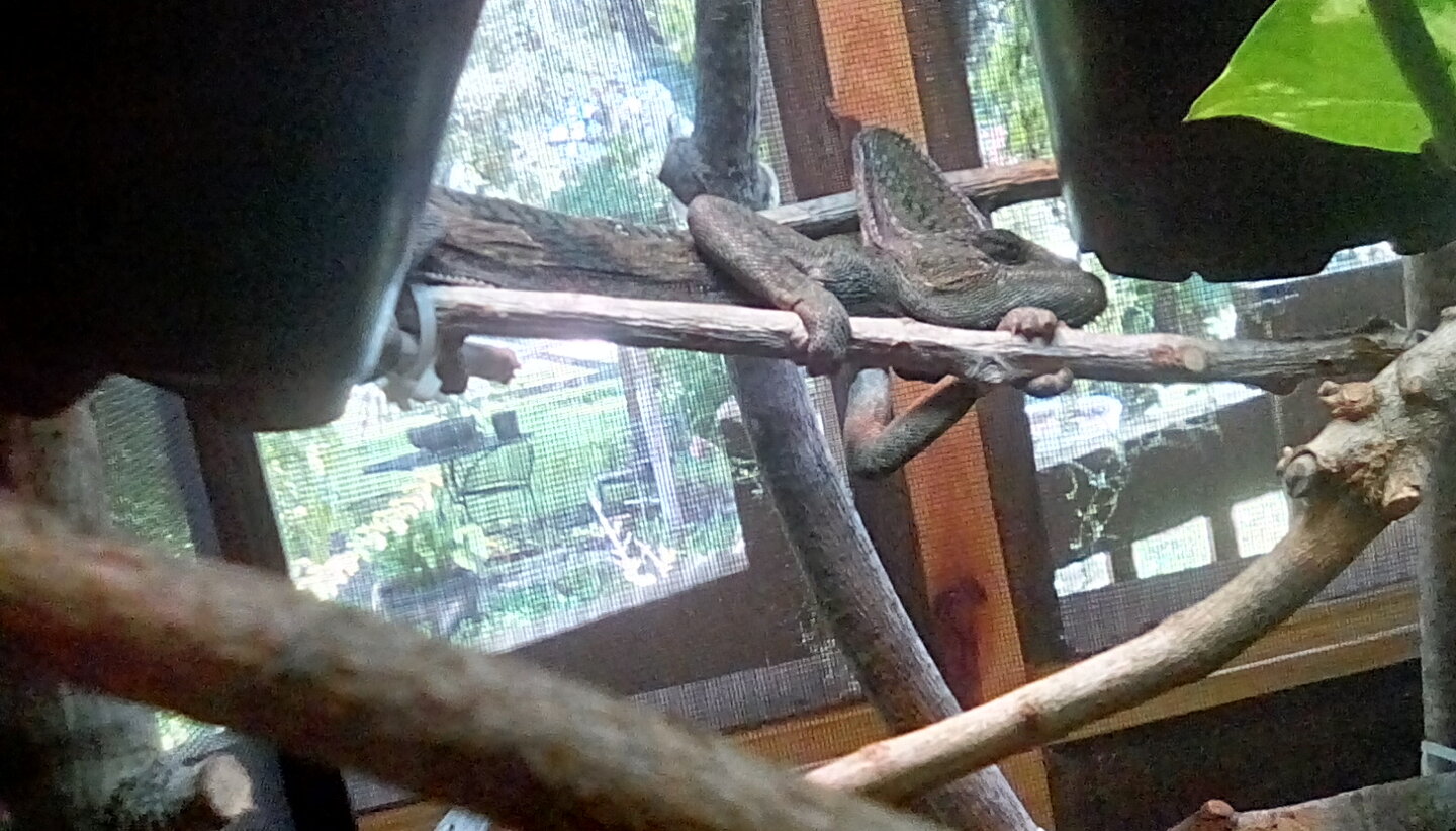 Godzilla becoming one with the branch