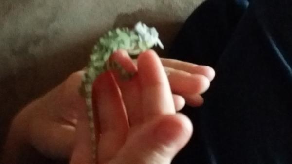 Godzilla (on my nephew's hand) showing off his fresh skin.