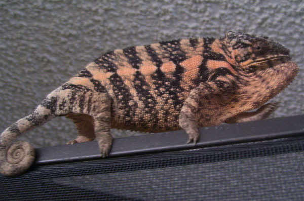 Gravid with her first Clutch... 7/15/08.