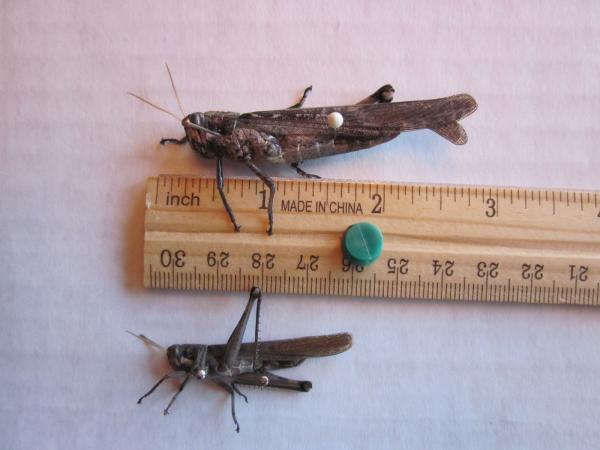 Gray Bird Grasshopper (Schistocerca nitens)