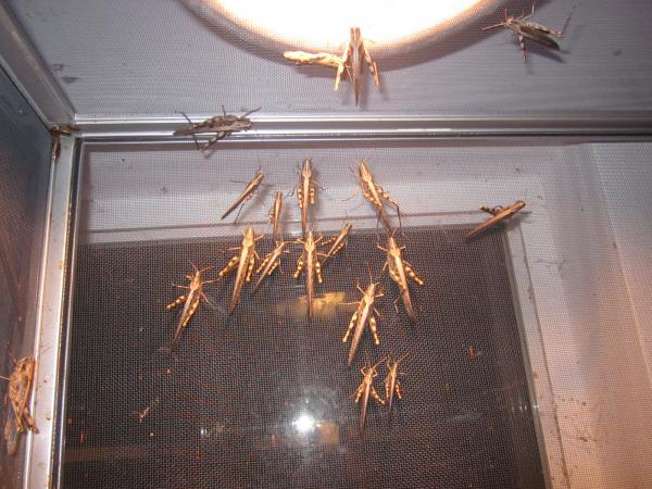 Gray Bird Grasshoppers