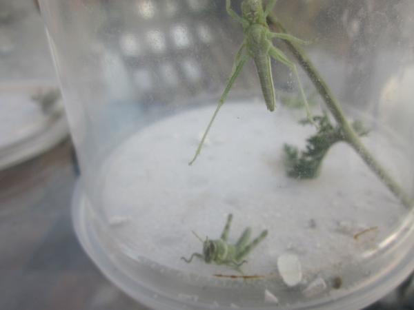 Green Bird Grasshoppers (Schistocerca shoeshone)