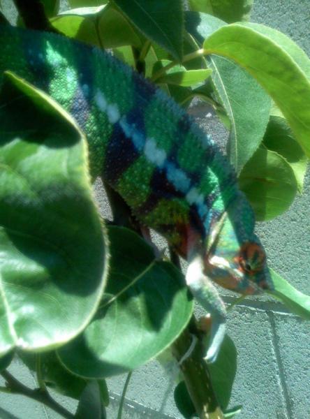 greenbluephase1

***Male Blue Bar Ambilobe***
Around 11 to 12 months old.  Normal green phase, with the blue bars color coming out with a bold deep