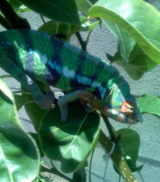 greenbluephase2

***Male Blue Bar Ambilobe***
Around 11 to 12 months old.  Normal green phase, with the blue bars coming out with a bold deep blue.