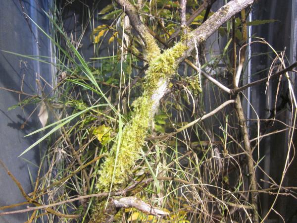 GreenhouseMoss2