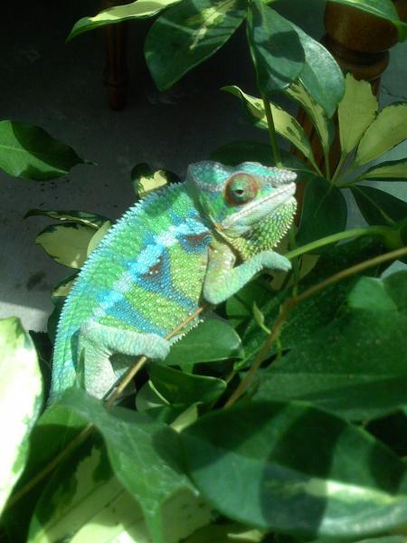 greenphase1

***Male Blue Bar Ambilobe***
Around 7 to 8 months old.  Normal green phase.