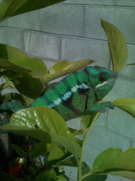 greenphase2

***Male Blue Bar Ambilobe***
Around 7 to 8 months old.  Normal green phase.