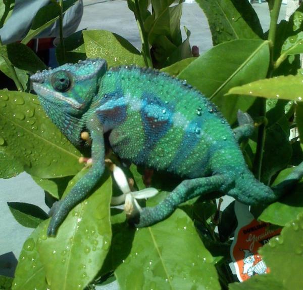 greenphase3

***Male Blue Bar Ambilobe***
Around 7 to 8 months old.  Normal green phase.