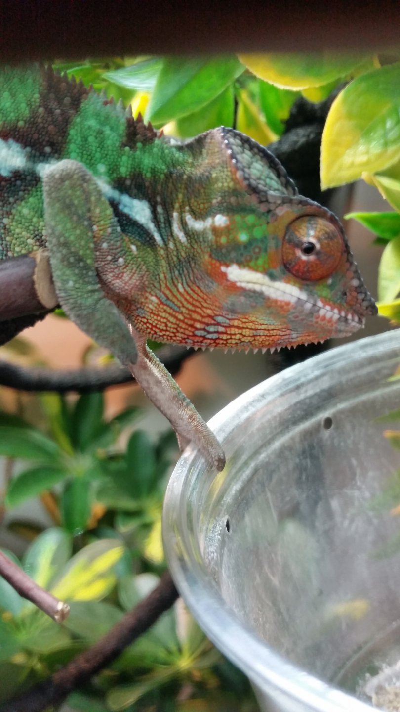 Hand in the cricket jar