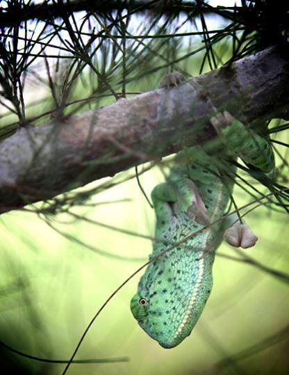 Hanging in a Florida Pine Tree