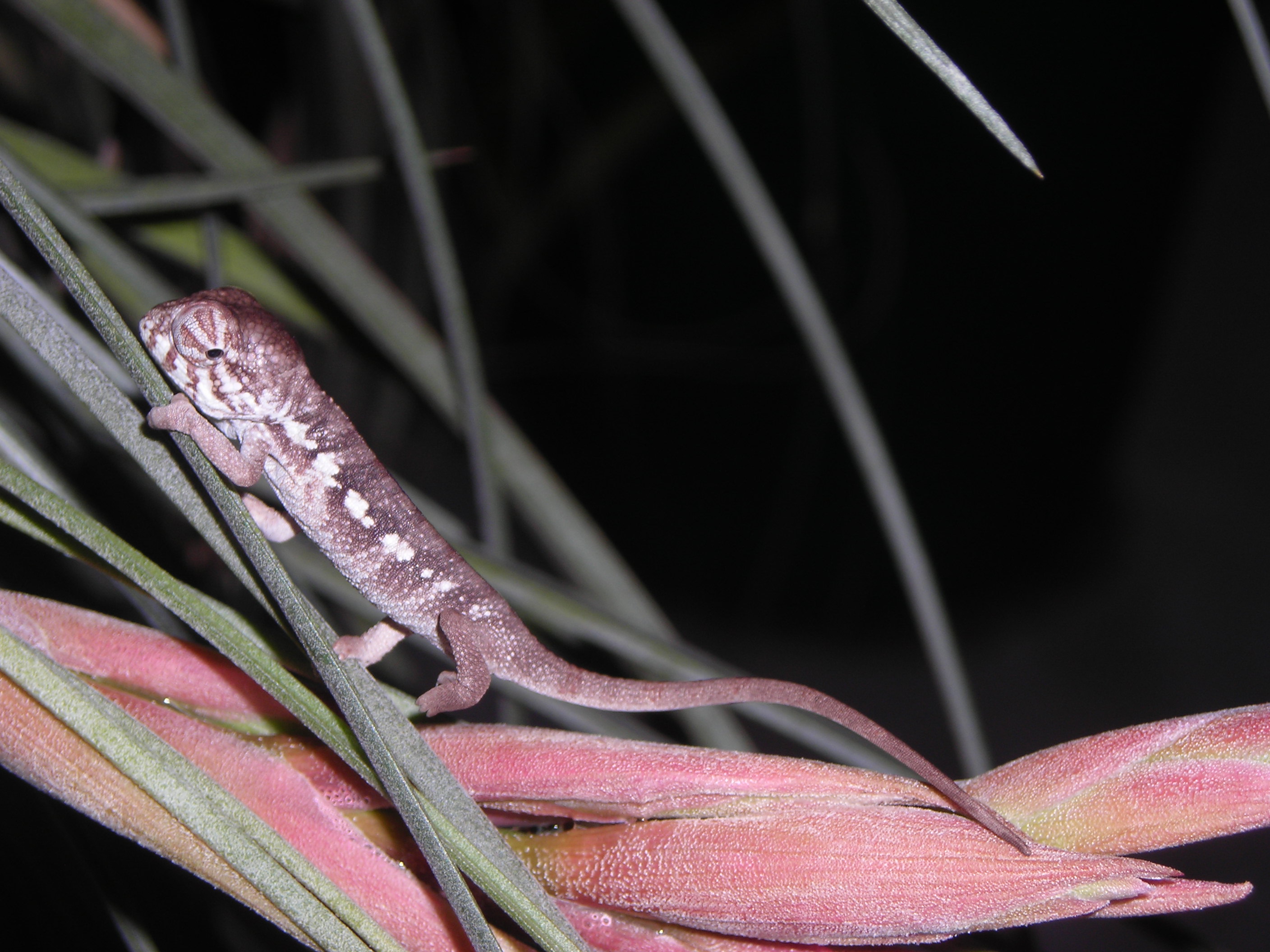 Hatchling F. pardalis