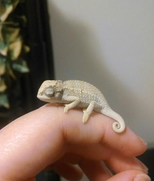 He fell asleep on my finger :)