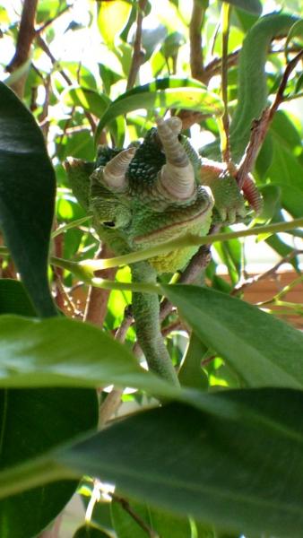 He loves exploring in the ficus